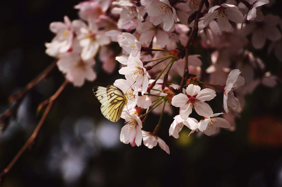 cherry blossom shallow focus photography of butterfly on flower bloom